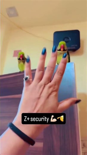 2 Parrots = Z+ Security 😂🦜 #Shorts