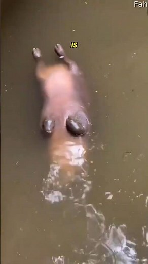 This Animal Sleeps Underwater Without Drowning #shorts #hippo #animals #wildlife #viralshorts