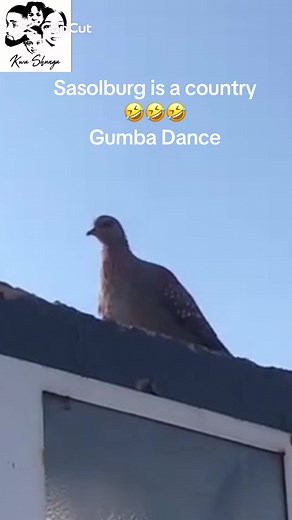 Gumba Dance Moments from Sasolburg