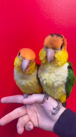 21 reactions · 4 comments | Meet our bouncy, chirpy, clown-faced baby...