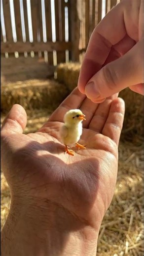 ASMR Baby Chick Eating Grains 🐥🌾 | Mini Noms #ASMR #Chick #Shorts