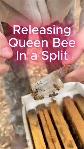 Releasing Queen Bee In a Split