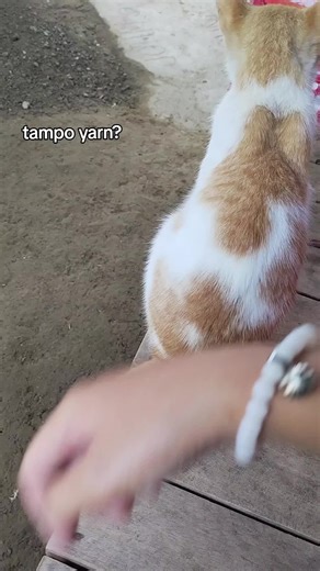 Tampo at Paghingi ng Tawad: Ano ang Dapat Gawin?