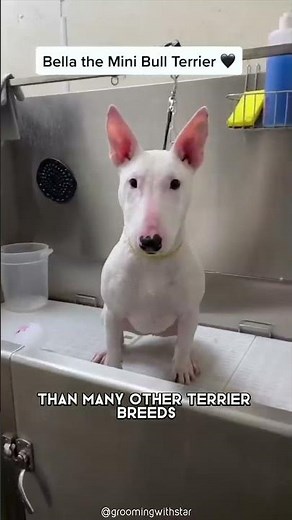 Bull Terrier 🐶 One Of The Most Popular Dog Breeds In The World #shorts