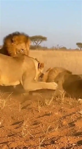 The lion hunts wild boar. #animallife #animals #สัตว์ #lion