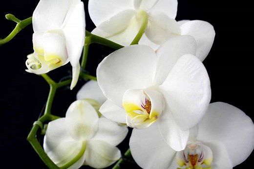 Faut-il couper les racines de son orchidée ? La réponse pourrait vous surprendre