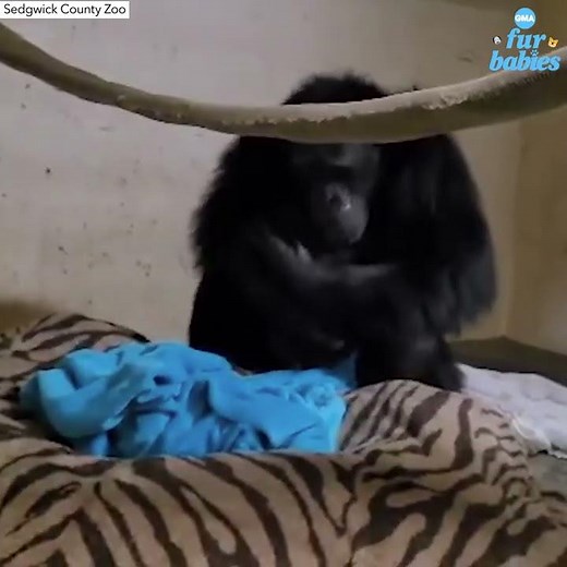 Mom and baby chimpanzee reunite after complications at birth in emotional video | GMA