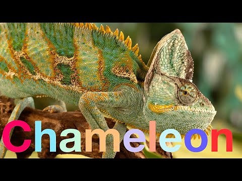 Chameleon catching prey - Beautiful slow motion footage