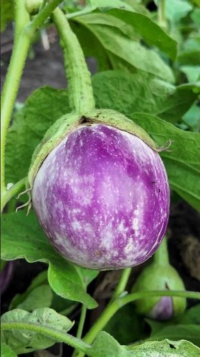 Growing Rosa Bianca Eggplant