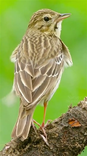 Morning Bird Sounds | Real Bird Chirping for Relaxation, Meditation, Focus & Deep Sleep