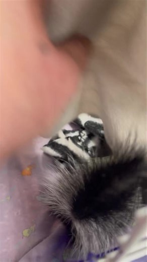 383K views · 24K reactions | 令 I think we’re going to get a bad Google review from this guest…浪 | Wild Heart Ranch | Facebook