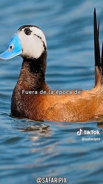 Datos Curiosos sobre la Malvasía, el Pato Blanco