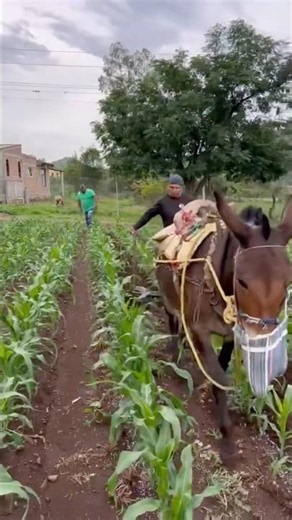 How beautiful is the ranch life #viral #agriculture #ranch #zacatecas #foryou