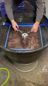 We the people hydro dipping deer skull