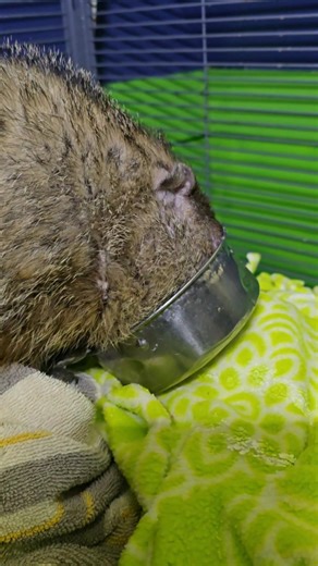 This right here is an amazing sight. You might see some odd animals head and a bowl slurping up food. What it really is, is a crazy miracle of survival. This little woodchuck with her 4-in teeth survived all summer but a feeding station for feral cats with a friend of ours. Oh did we tell you she's blind as well. But somehow she made it she lived on cat food and figure out a way to live. I would say she's incredibly intelligent to find a cat feeding station and know the time and trust the humans