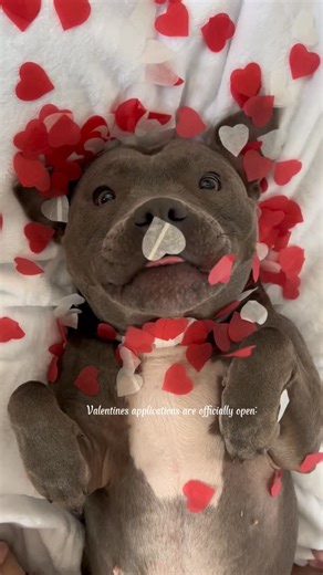 Myla🤍 on Instagram: "who wants to be my valentine🥹💌 #staffy #mylathebluestaffy #dogvalentine #doglovers #dogreels"