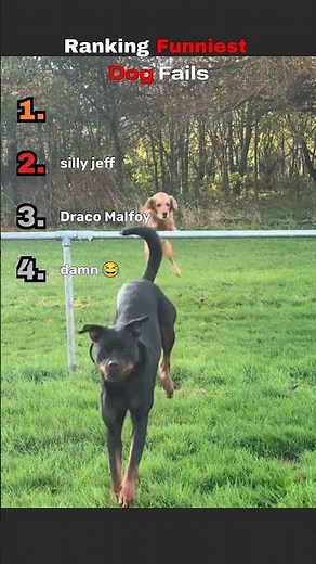 Ranking Funniest Dog Fails #fails #dog #shorts