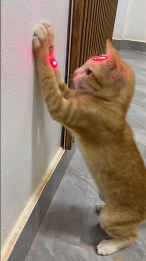 I Tested My Cats With a Laser… They Went CRAZY! 🤯🐱 #cat #cute #pets