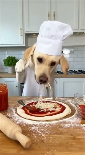 Dog Making Pizza – The Funniest Chef You’ll Ever See!