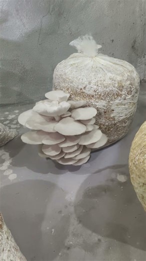 Mushroom Farming Ghar Par Kaise Start Kare? 🍄 A to Z Complete Guide 2025#organicfarming #mushroom