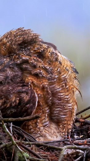 Nature’s warrior—soaked, steady, and unbothered. . . . . #thypygmyowltour #winter #snowfall #snow #ottawa #winterseason #singleparent #forbiddenlove #ontario #freetoys #educationaltoys 📷 Original photo by me, AI adds the magic! ✨ #snowyowl #northernsawwhetowl #owl #owllovers #barnowl #morning #greatgreyowl #owl #greathornedowl | Thy Bun
