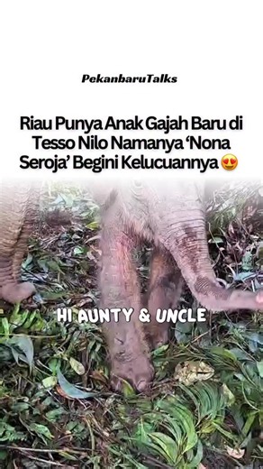 Bayi Gajah Sumatera Lahir: Nona Seroja, Adik Domang (10/6)