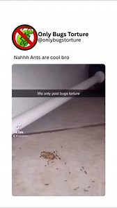 @bugsvideosonly on Instagram: "Torturing a cockroach is often seen as harmless due to its association with filth and fear, but it still raises ethical concerns. Some people might trap them, burn them, or pull off their legs out of disgust or boredom, treating the insect like an unfeeling object. Despite their creepy appearance, cockroaches are complex creatures with survival instincts and a role in the ecosystem. Deliberate harm toward them, especially for entertainment, reflects a deeper tenden