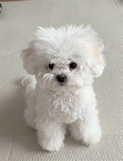 Tiny Flufy Puppy Looks Attentively At Owner | Adorable Cute Animals 🐾💖