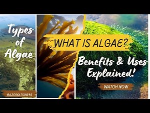 What is Algae? Types of Algae, Benefits & Uses Explained! Green, Brown & Red Algae #algae