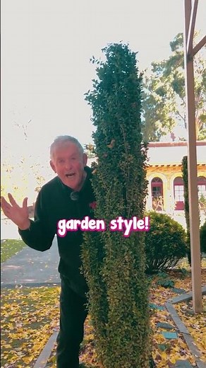 Sky Pencil Holly is The Solution You Need For Your Skinny Garden Bed