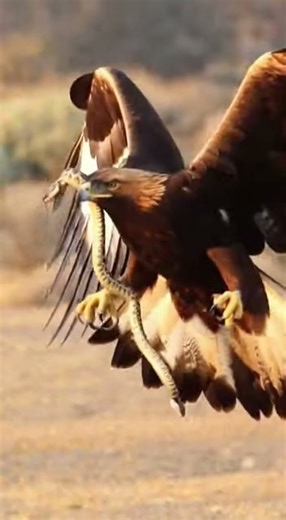 A golden eagle grabs a venomous snake #wildlife