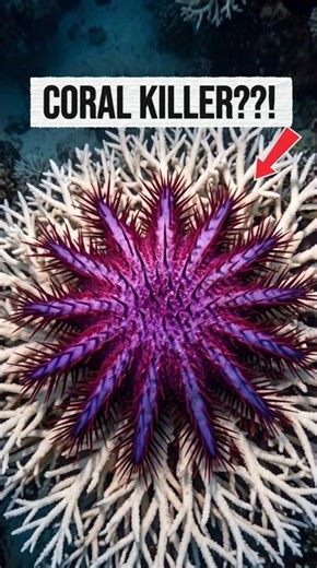 This Starfish Is Every Coral Reef's Nightmare..! #marinemystery #oceanfacts #facts #deepsea