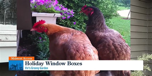 Midwest Access: Viv's Groovy Garden - Holiday Window Boxes