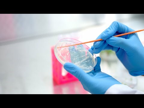 Gene Editing in the Lab