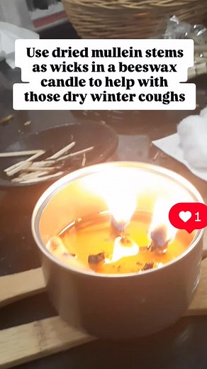 I've been using this candle for a while now so I can confidently say it works. First, I cleaned a shallow tin can (chicken). Then I soaked the dried mullein stems in beeswax. I melted beeswax in the can and when it had cooled about halfway, I pressed the wicks into the wax to finish cooling. It helps break up mucus and clear the lungs without being overly smokey. #herbalmedicine #cozy | Tracey's Homestead | Facebook