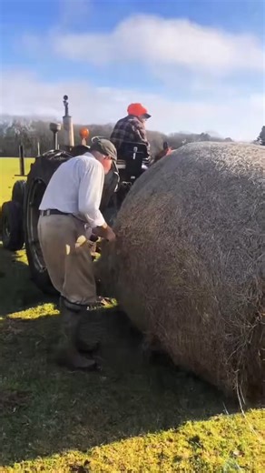 41K views · 403 reactions | feeding cattle hay #LIVEhighlights #TikTokLIVE #LIVE #farmlife #cow #farming #farm #farmer #cattle #tutorial. | The Farm of Cussing | Facebook