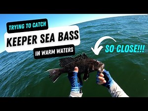 Black Sea Bass Fishing in Connecticut (Saltwater Fishing)