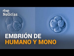 "CHIMERAL EMBRYOS" of monkeys grown with human cells for 19 days | RTVE News