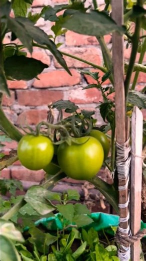Tomato Plant growing tips 🍅🍅 | #organic #tomato #shorts #plants #kitchengarden