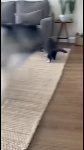 Cat freaks out 😂😍🐾 #talkingparrot #birds #viralpets #parrot #funnyanimals #funnyparrot #pets #comedyreels #reel #funny | Talk Or Squawk