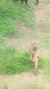 Do you hunt hogs with dogs? | Hunting Adventures