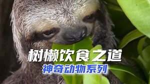 神奇动物：树懒的低营养饮食之道