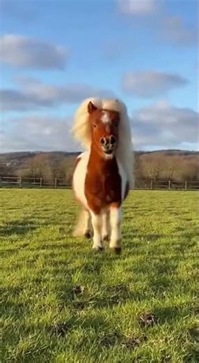 Cute Pony in the Field! Funny Jump and Snort 🍃 #pony #playfulpony #runningpony #viral #omg