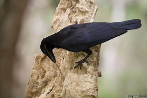 New Caledonian crow - Alchetron, The Free Social Encyclopedia