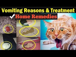 Cat vomiting colour and causes/ Cat vomiting treatment /Different type of cat vomiting/Dr.hira saeed