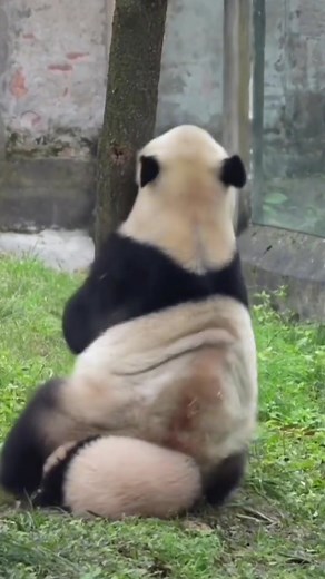Adorable Panda Mishap Caught on Camera