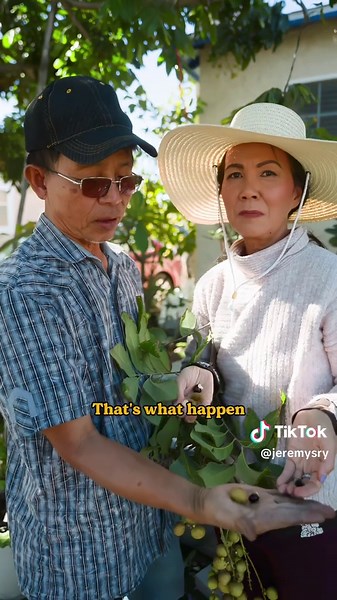 Touring my parent’s backyard pt 2! The legendary logan tree, plai mien! I have definitely taking this tree for granted it's literally always been there for me, but I literally never want any fruit from it. Now that I have effectively moved so far away from it I'm sad. I don't get to have it all the time. I guess it's one of those things where you really don't know what you have until it's gone.