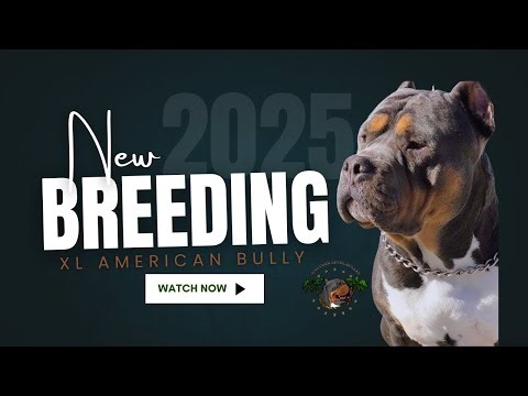 XL American Bully Breeding - Puppies Coming
