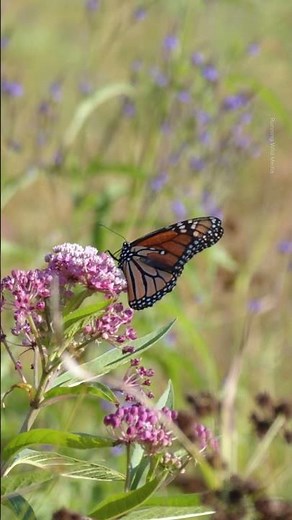 Nature Break: Monarch on Milkweed
