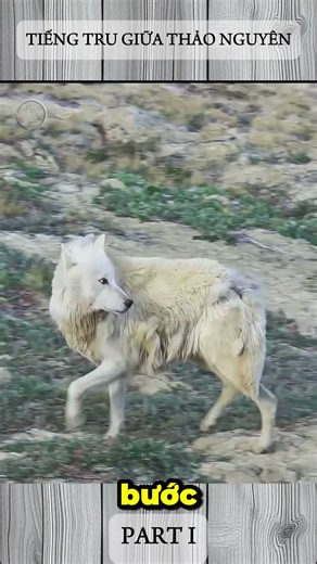 TIẾNG TRU GIỮA THẢO NGUYÊN (PHẦN 1)